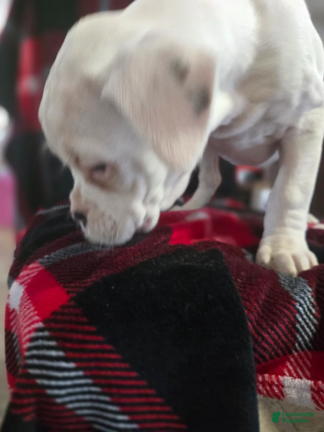 Boxer dogs for sale: Jimmy - Ad 4