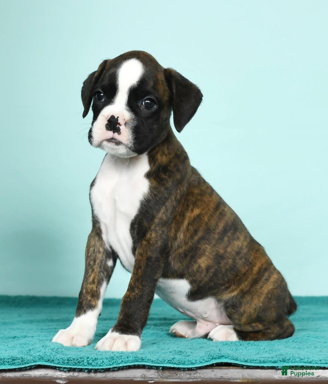 Gallery Image {{count}}