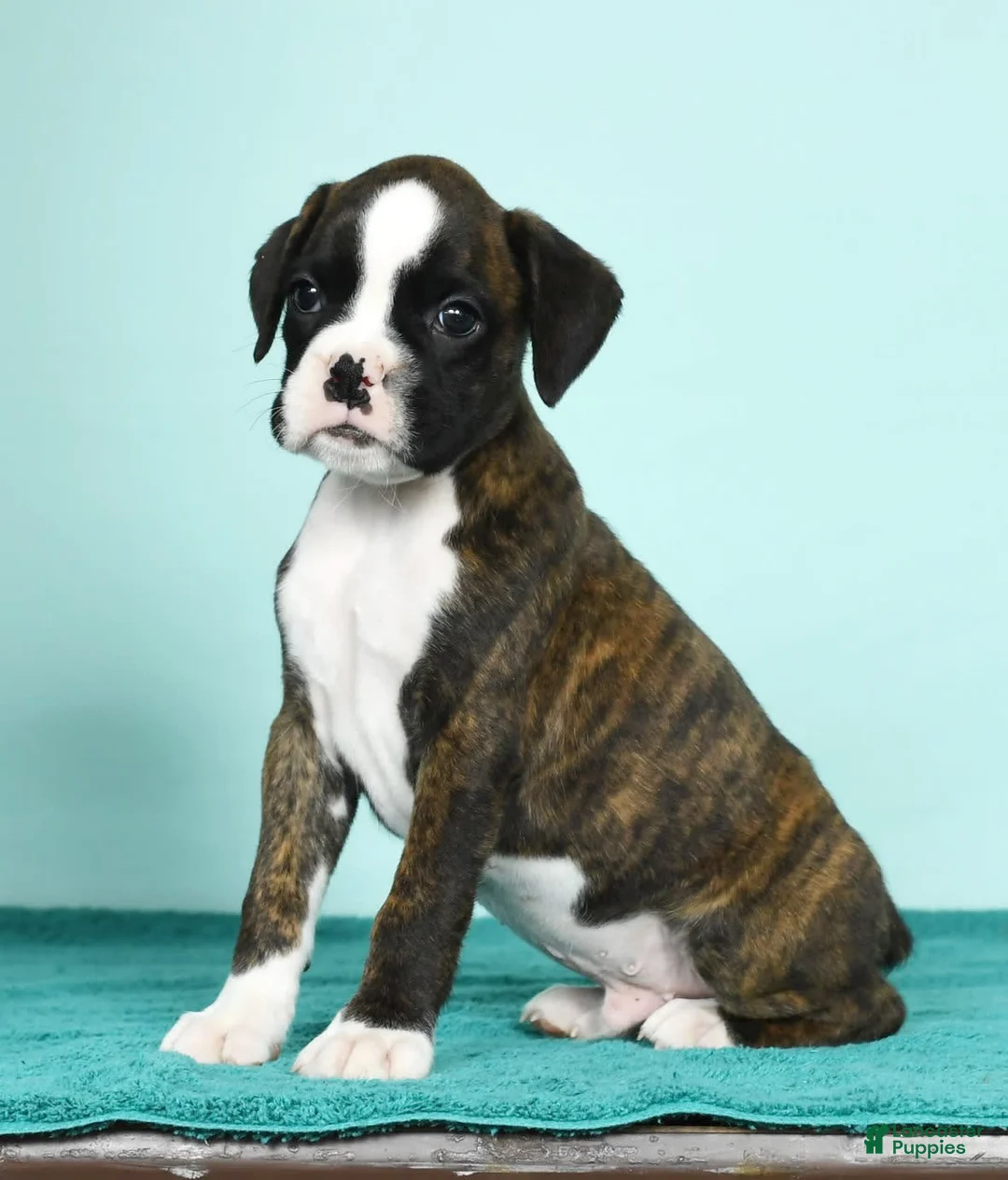 Gallery Image {{count}}