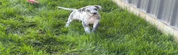 Great Dane dogs for sale: Loki - Ad 4