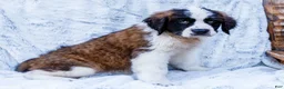 Saint Bernard dogs for sale: Sweetheart - Ad 3