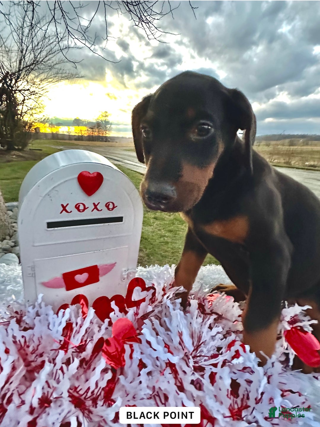 Doberman Pinscher dogs for sale: Doberman Pinscher Black & Tan Valentine - Ad 1