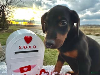 Doberman Pinscher dogs Doberman Pinscher Black & Tan Valentine - Ad 40