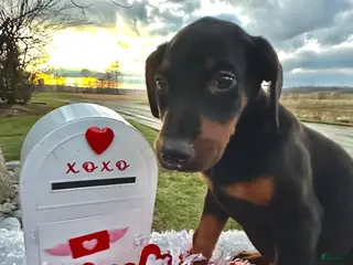 Doberman Pinscher dogs Akc Doberman Pinscher Black & Tan Valentine - Ad 41