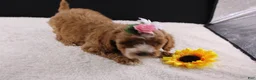 Mini Goldendoodle dogs for sale: Mini Goldendoodle 5 - Ad 14