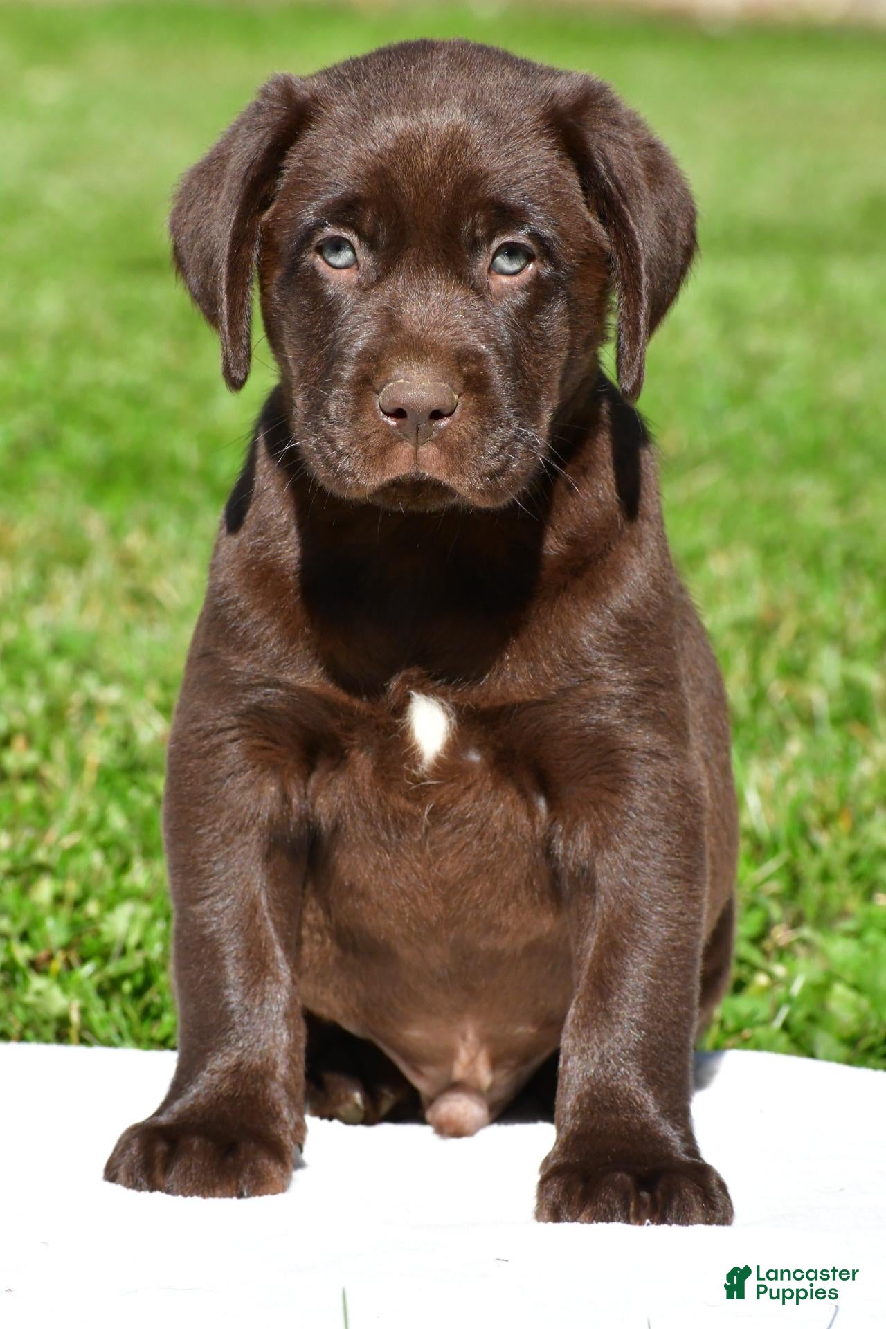 Champ (Labrador, Male) in Millersburg, OH