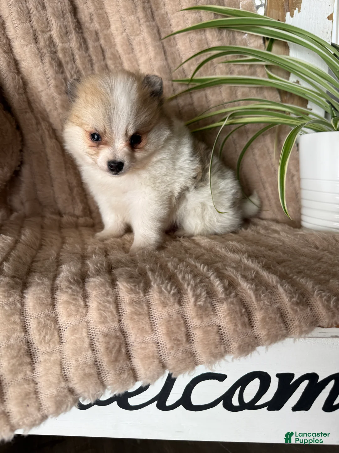 Pomeranian dogs for sale: Russel - Ad 18