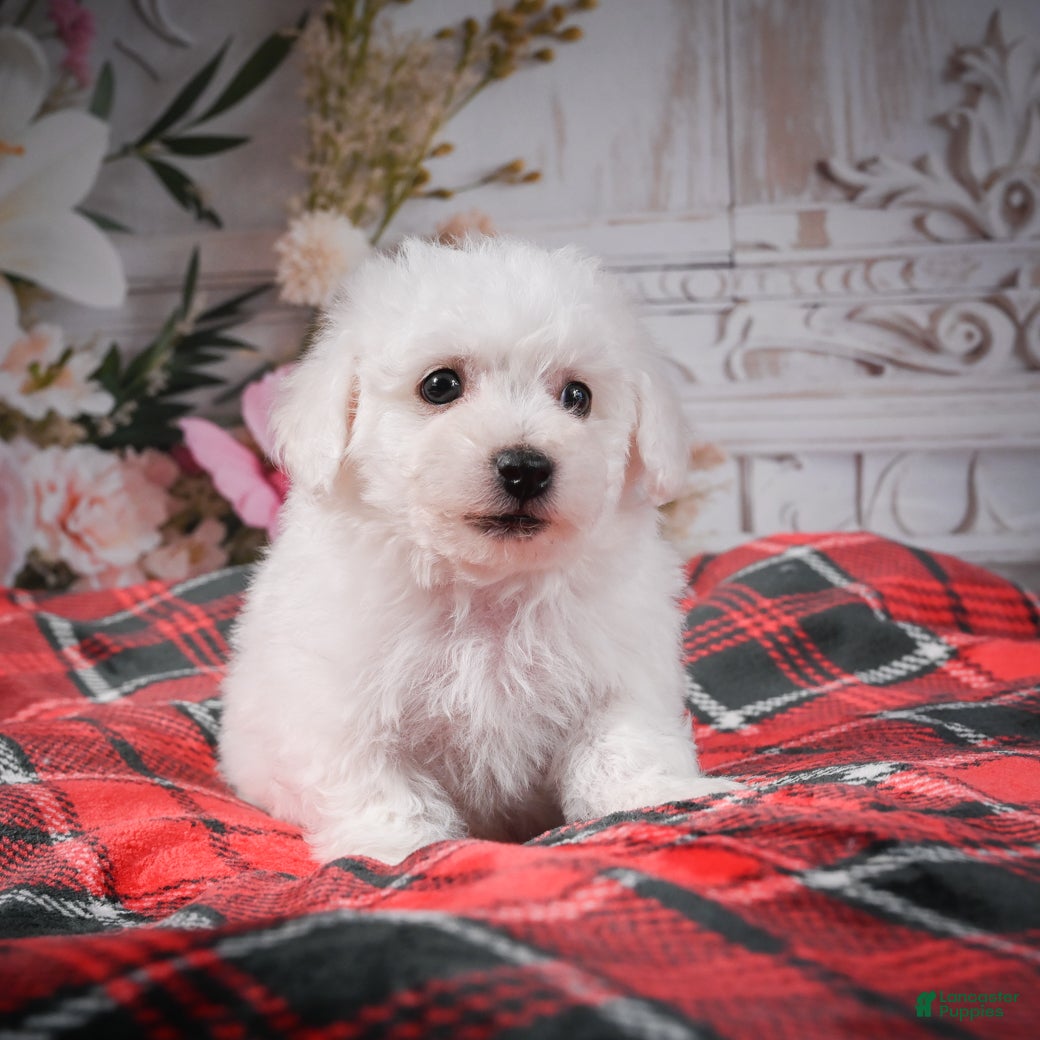 Bichon Frise dogs AKC-Romeo - Ad 2