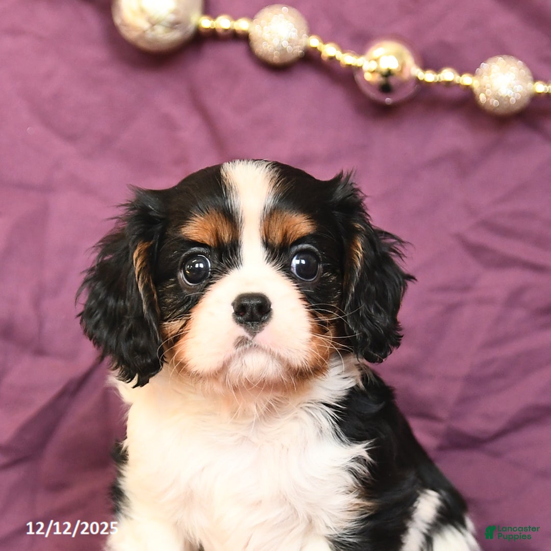 Cavalier King Charles Spaniel dogs for sale: London - Ad 4