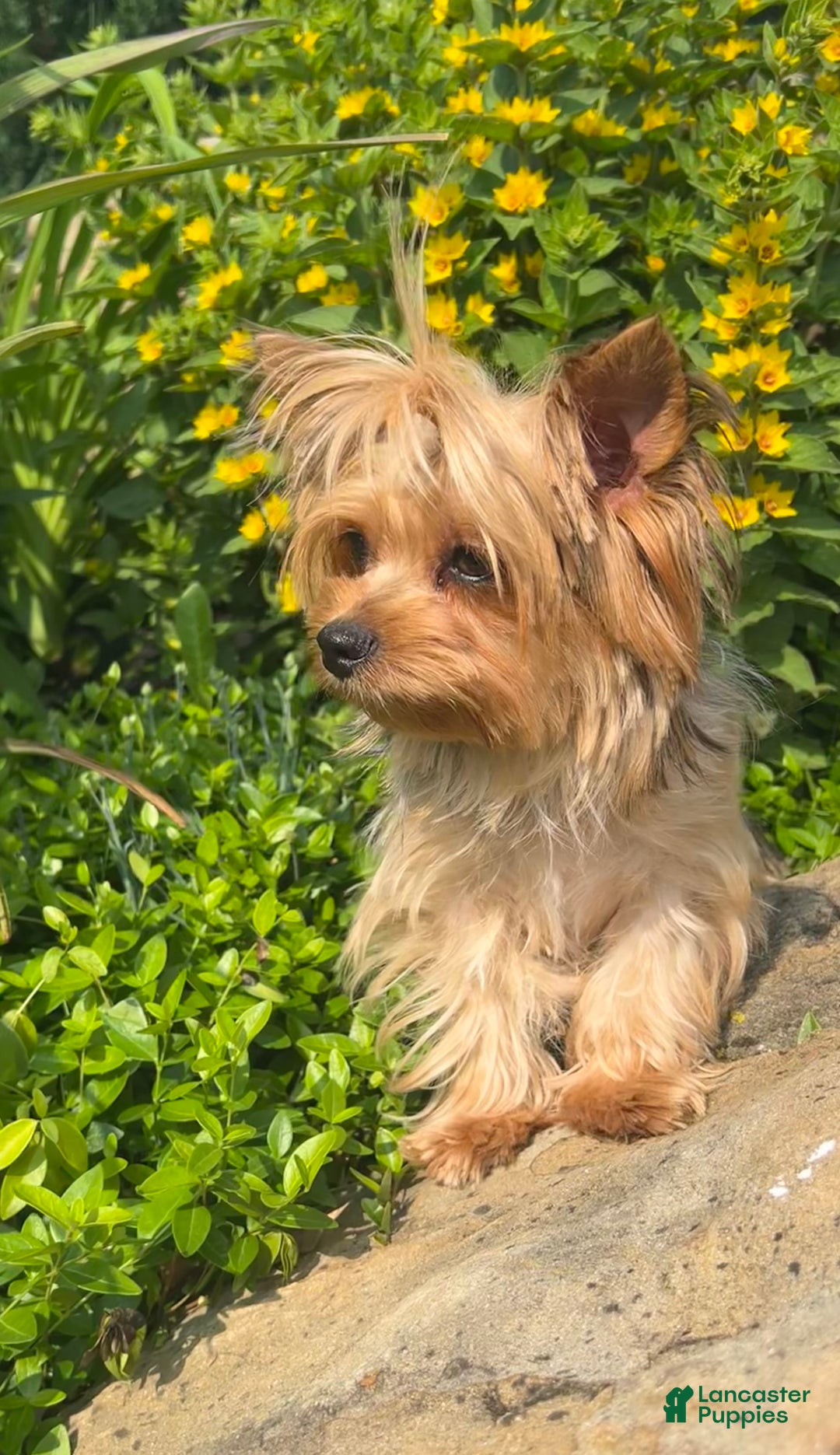 Yorkshire Terrier dogs for sale: Teddy - Ad 2