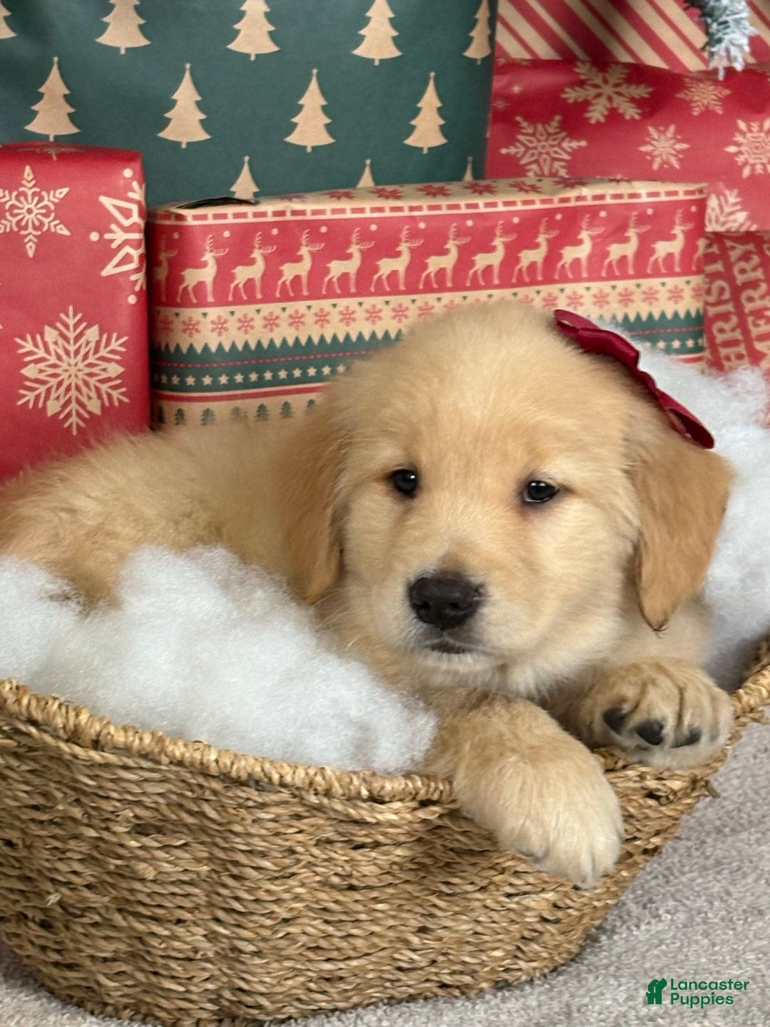 Golden Retriever dogs for sale: Sugar - Ad 1