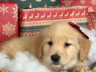 Golden Retriever dogs Sugar - Ad 20