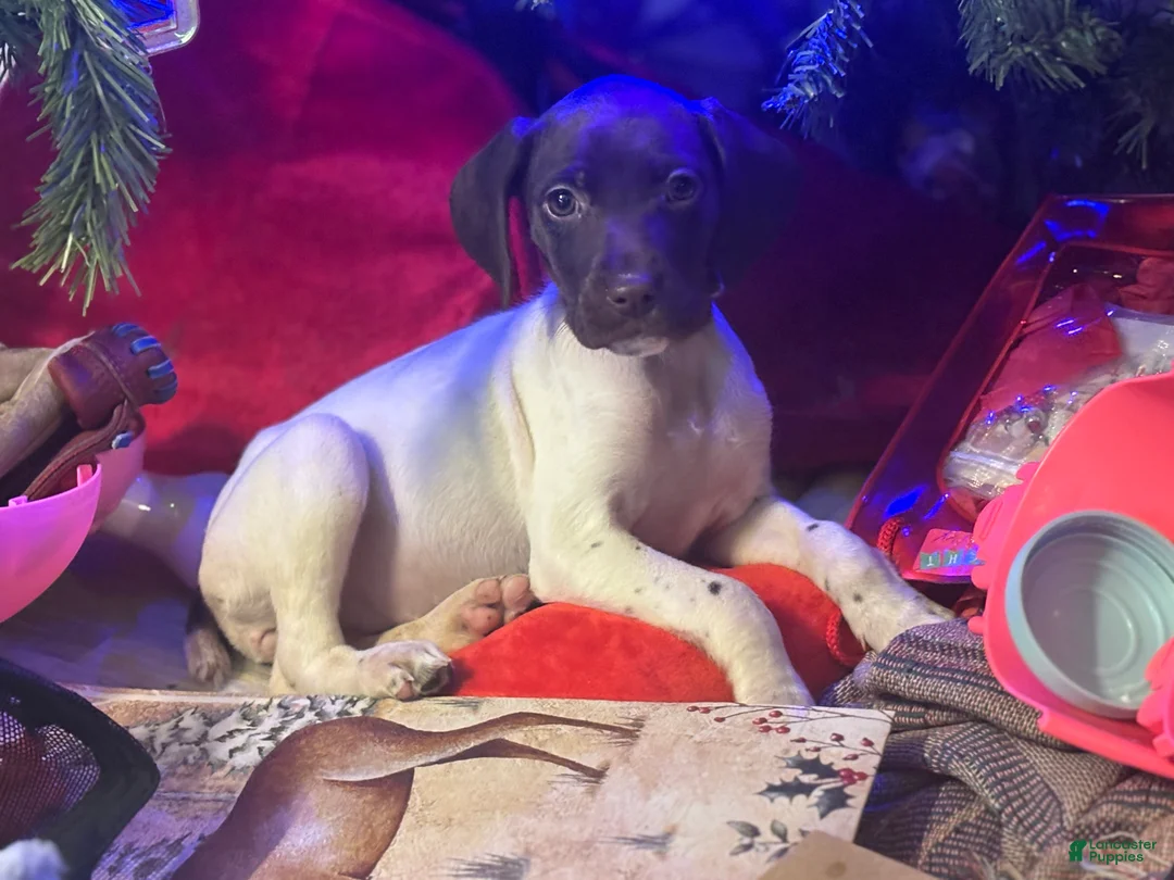 German Shorthaired Pointer dogs for sale: Cookie - Ad 1