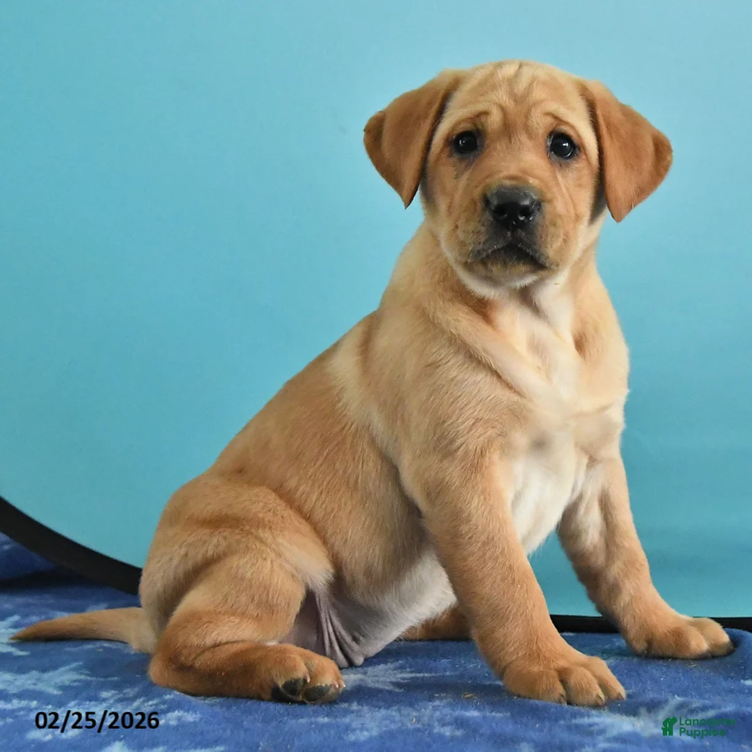 Labrador Retriever dogs for sale: Gaby - Ad 5