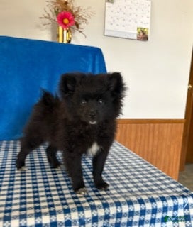 Pomeranian dogs Starburst - Ad 1