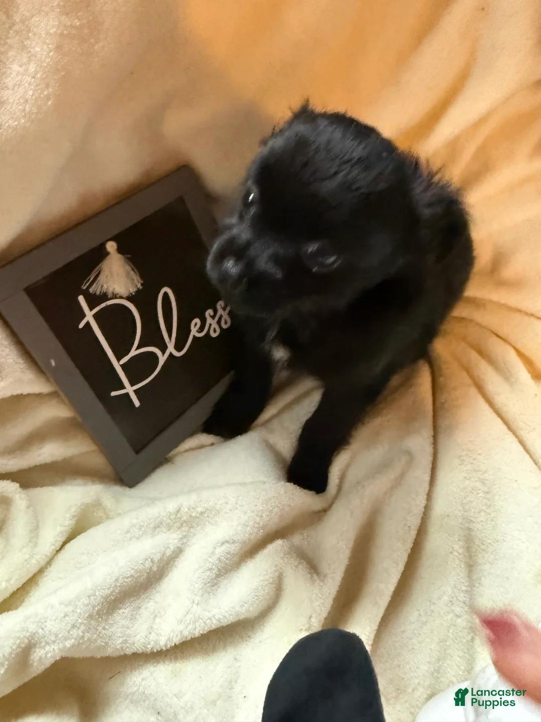 Chihuahua dogs for sale: Little Teddy long hair  - Ad 2