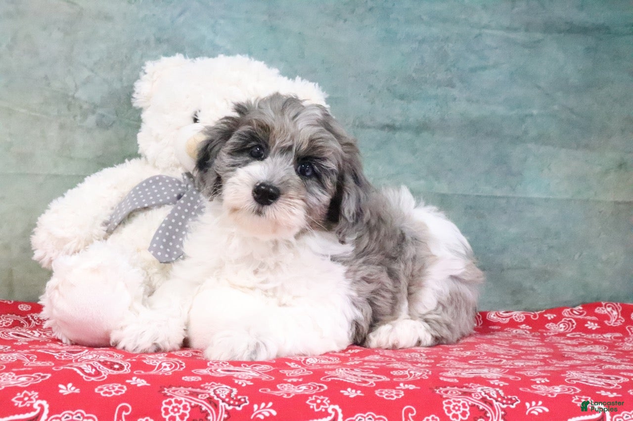 Mini Goldendoodle dogs Haven - Ad 1