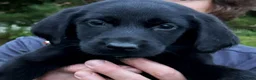Labrador Retriever dogs for sale: Labrador Retriever 1 - Ad 8