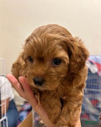 Cavapoo dogs Kate - Ad 2