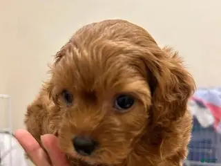 Cavapoo dogs Kate - Ad 2