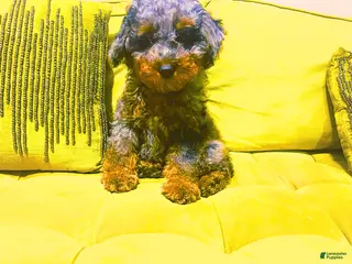Mini Bernedoodle dogs for sale: Carmello - Ad 1