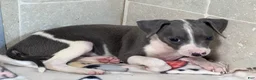 Italian Greyhound dogs for sale: Bo Peep - Ad 4
