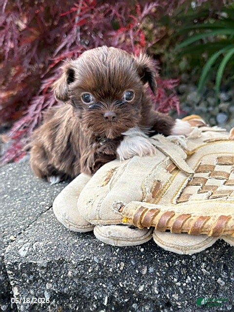 Shih Tzu dogs Hallie - Ad 1