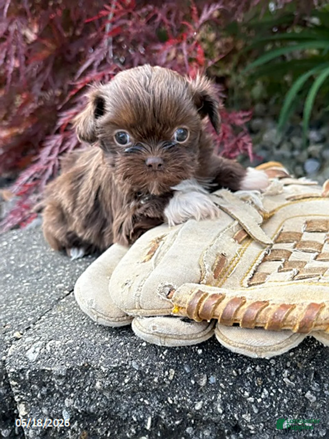Shih Tzu dogs for sale: Hallie - Ad 1