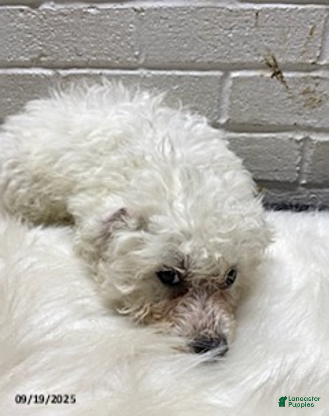 Bichon Frise dogs for sale: Randy - Ad 7