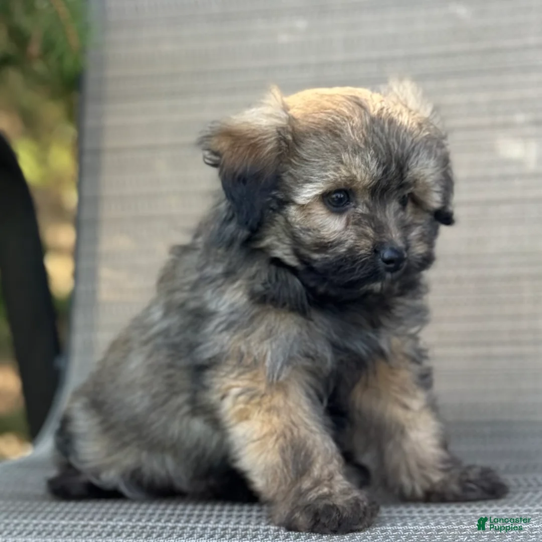 Pomapoo dogs for sale: Jaida - Ad 2