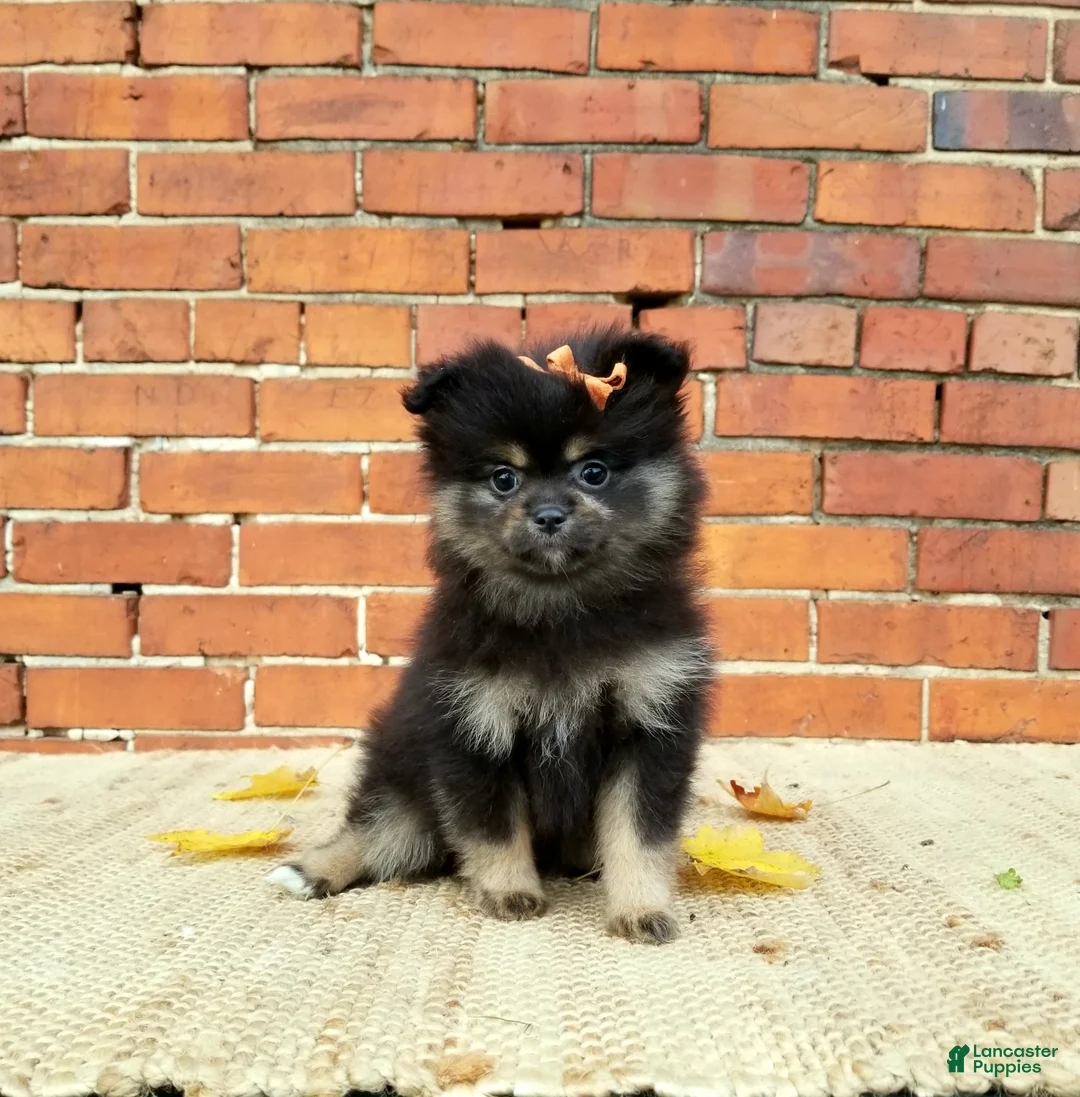 Pomeranian dogs for sale: Mickey - Ad 4