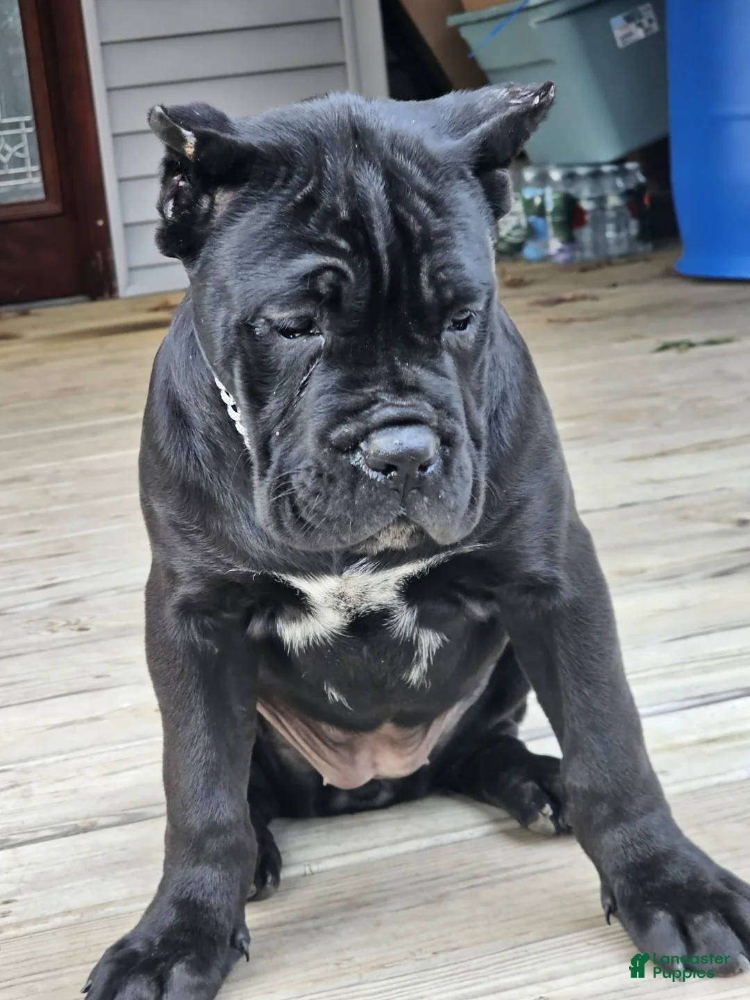 Cane Corso dogs for sale: QUEENIE - Ad 10
