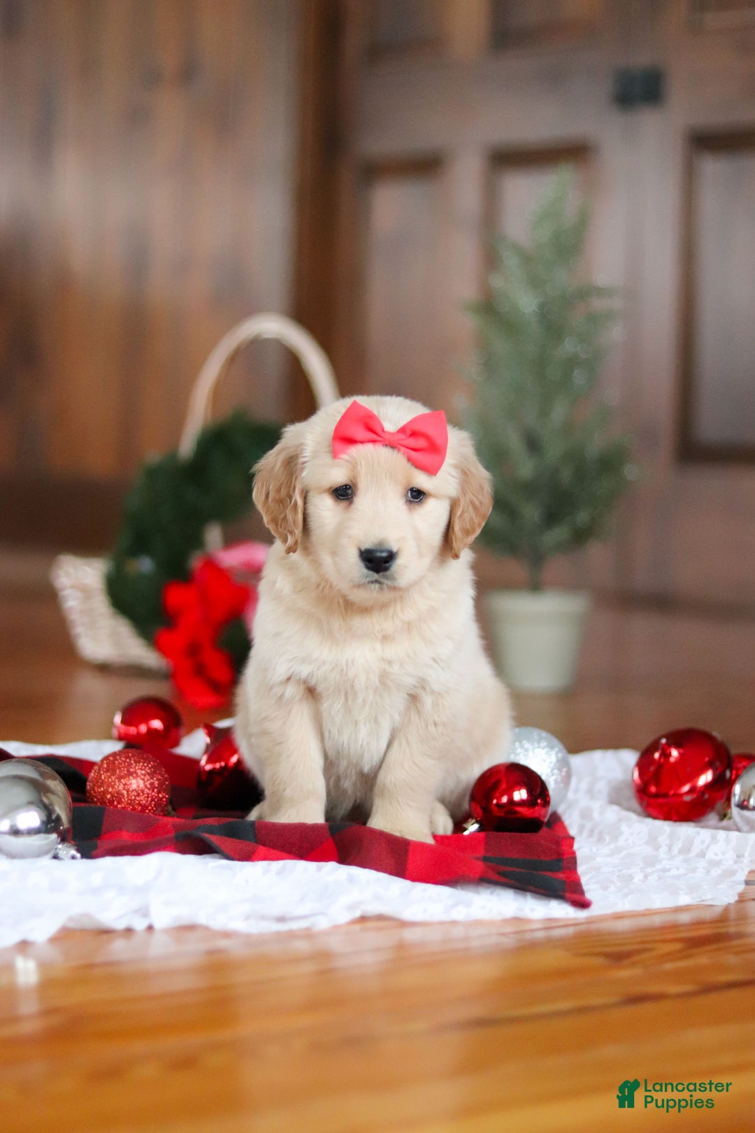 Golden Retriever dogs for sale: Honey - Ad 9