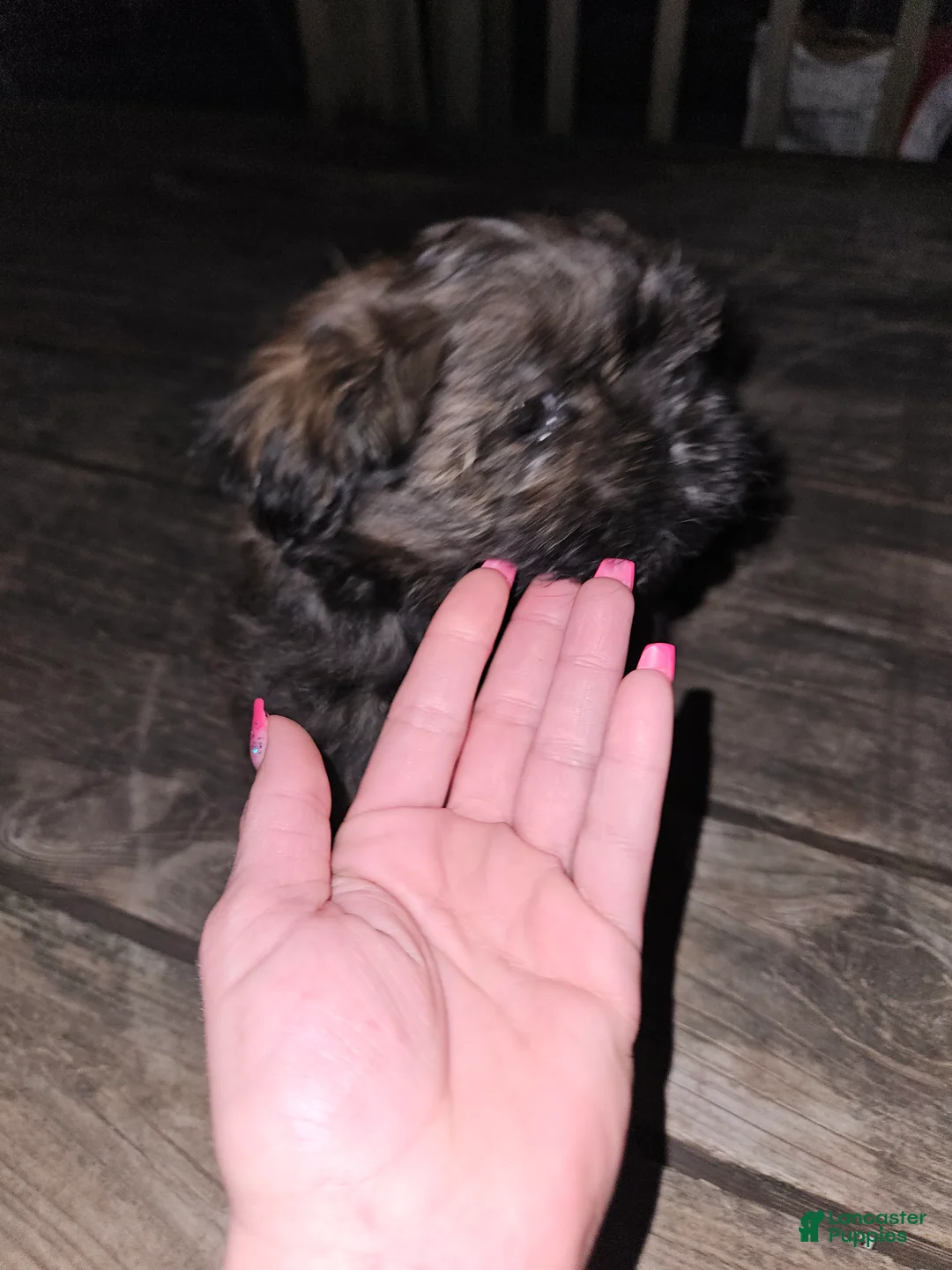 Shorkie dogs for sale: Shorkie Puppy 1 - Ad 2