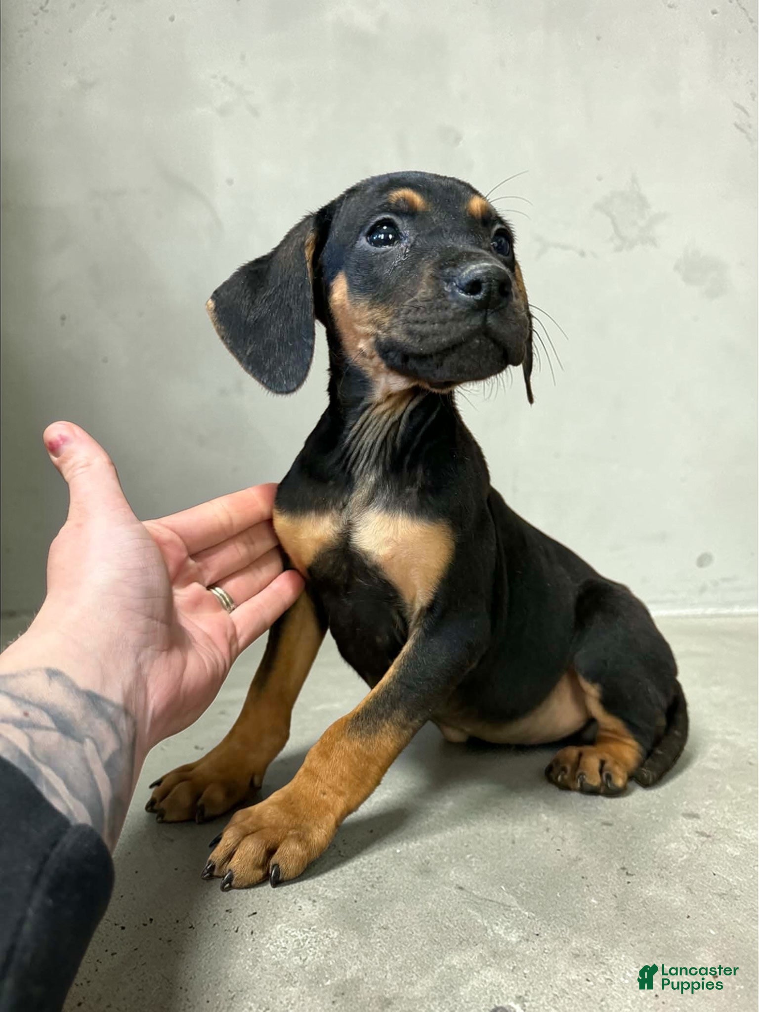 Catahoula Leopard Dog dogs Catahoula Leopard Dog Puppy 1 - Ad 2