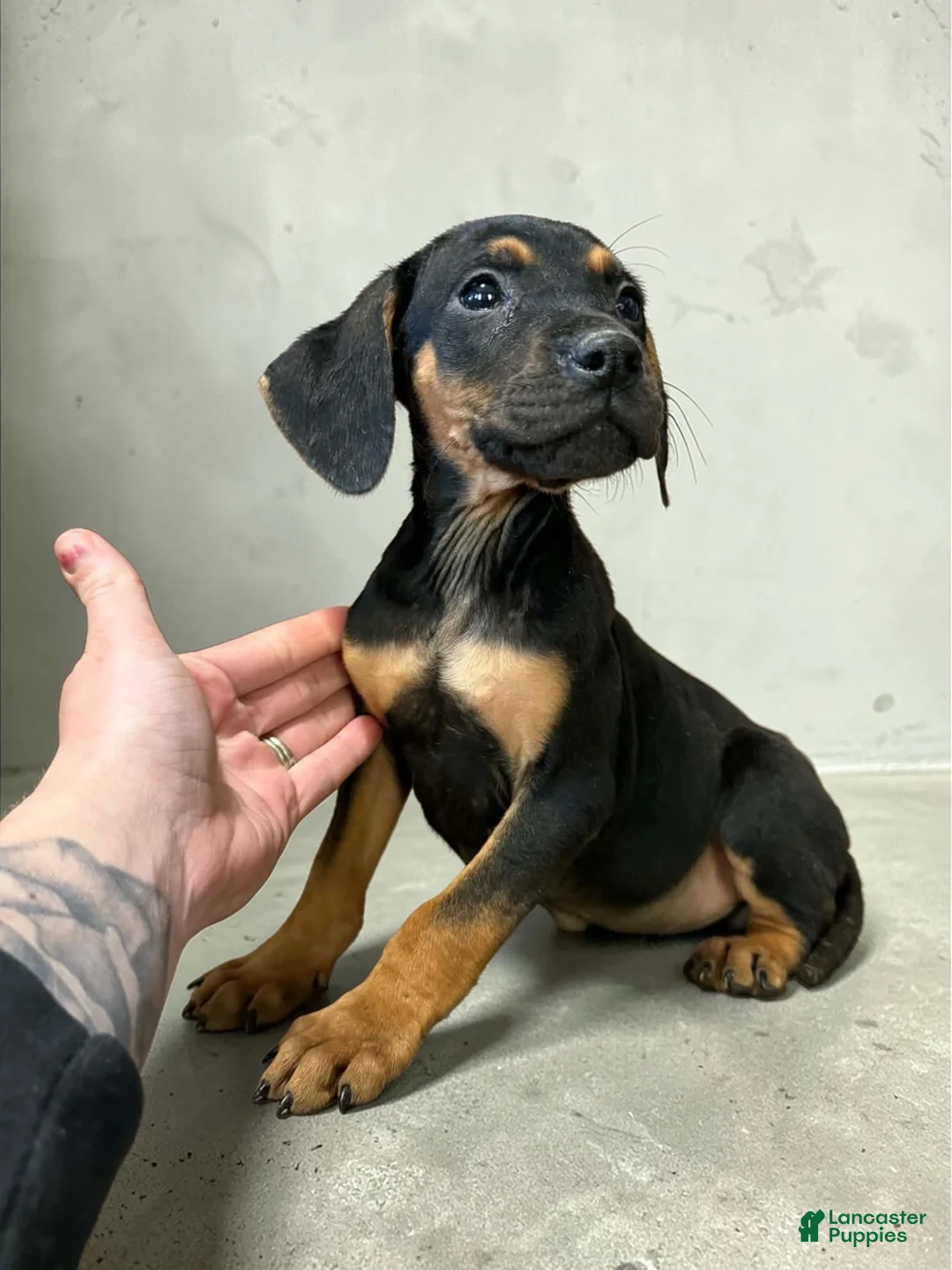 Catahoula Leopard Dog dogs for sale: Catahoula Leopard Dog Puppy 1 - Ad 1