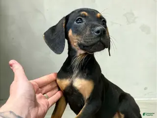 Catahoula Leopard Dog dogs Catahoula Leopard Dog Puppy 1 - Ad 2