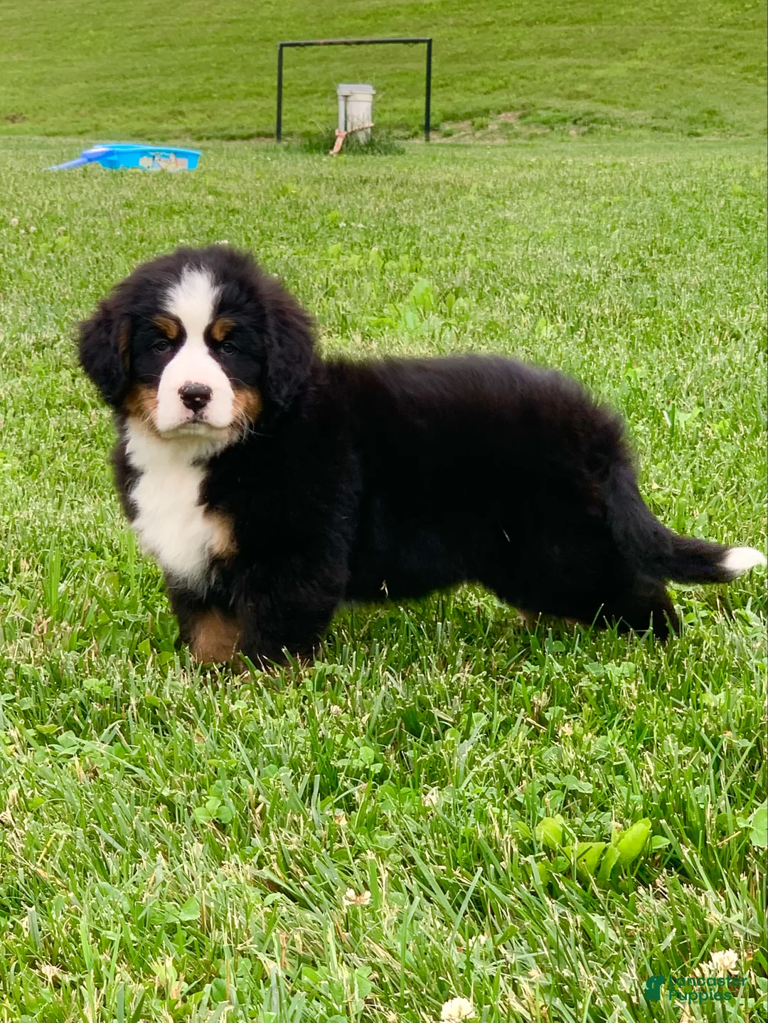 Bernese Mountain Dog dogs for sale: Willow  - Ad 1