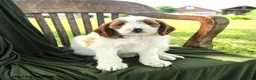 Goldendoodle dogs for sale: Bradford - Ad 5