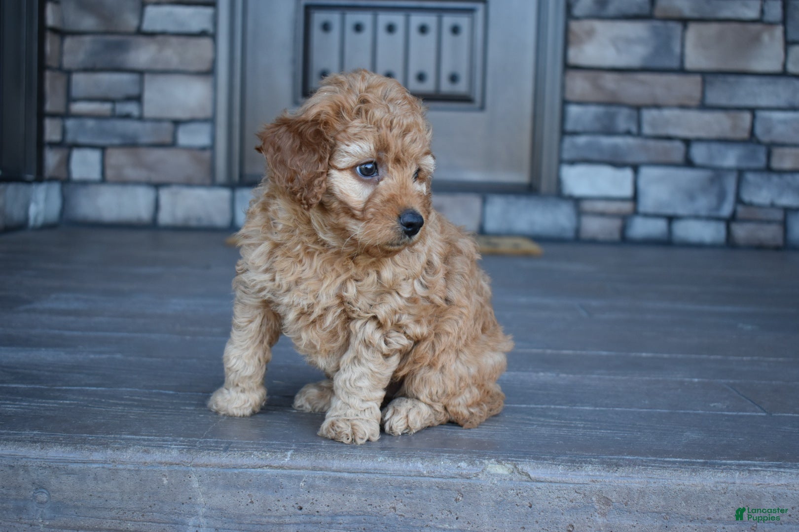 Mini Goldendoodle dogs Willow - Ad 2