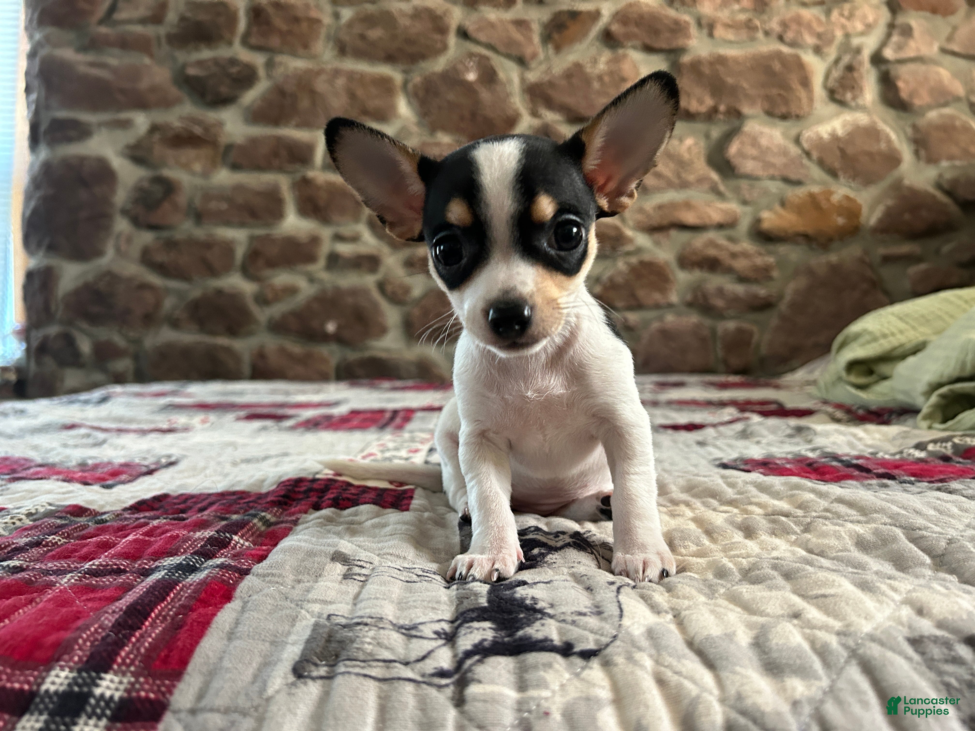 Chihuahua dogs 🐾Lisa~Ready Now - Ad 1