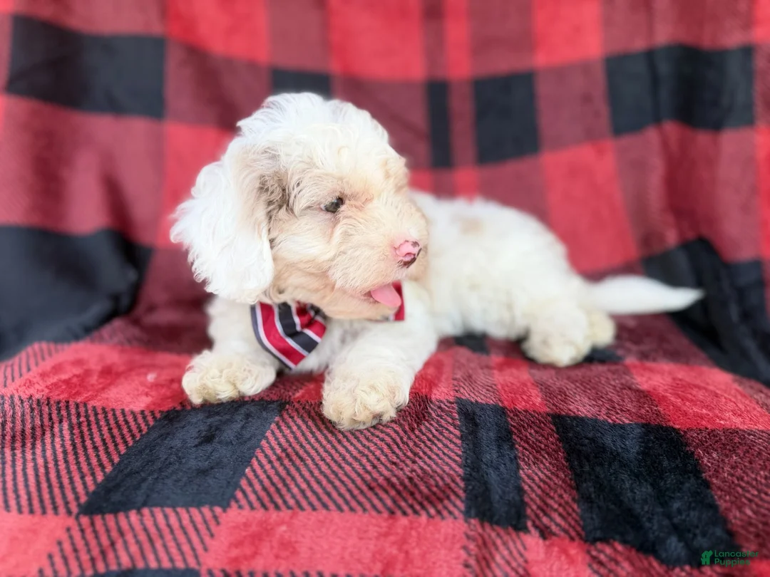 Cockapoo dogs for sale: Slade - Ad 8