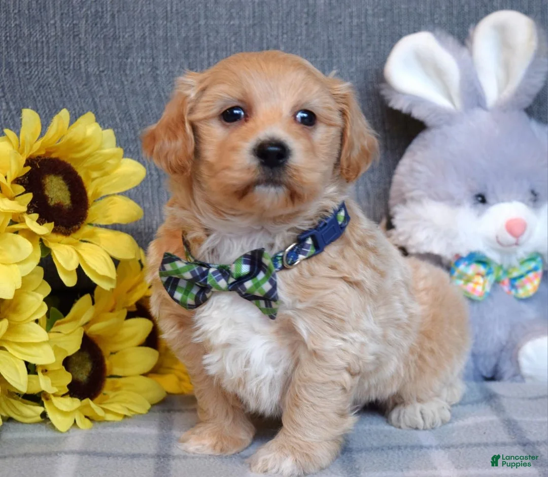 Shihpoo dogs for sale: Ollie  - Ad 12