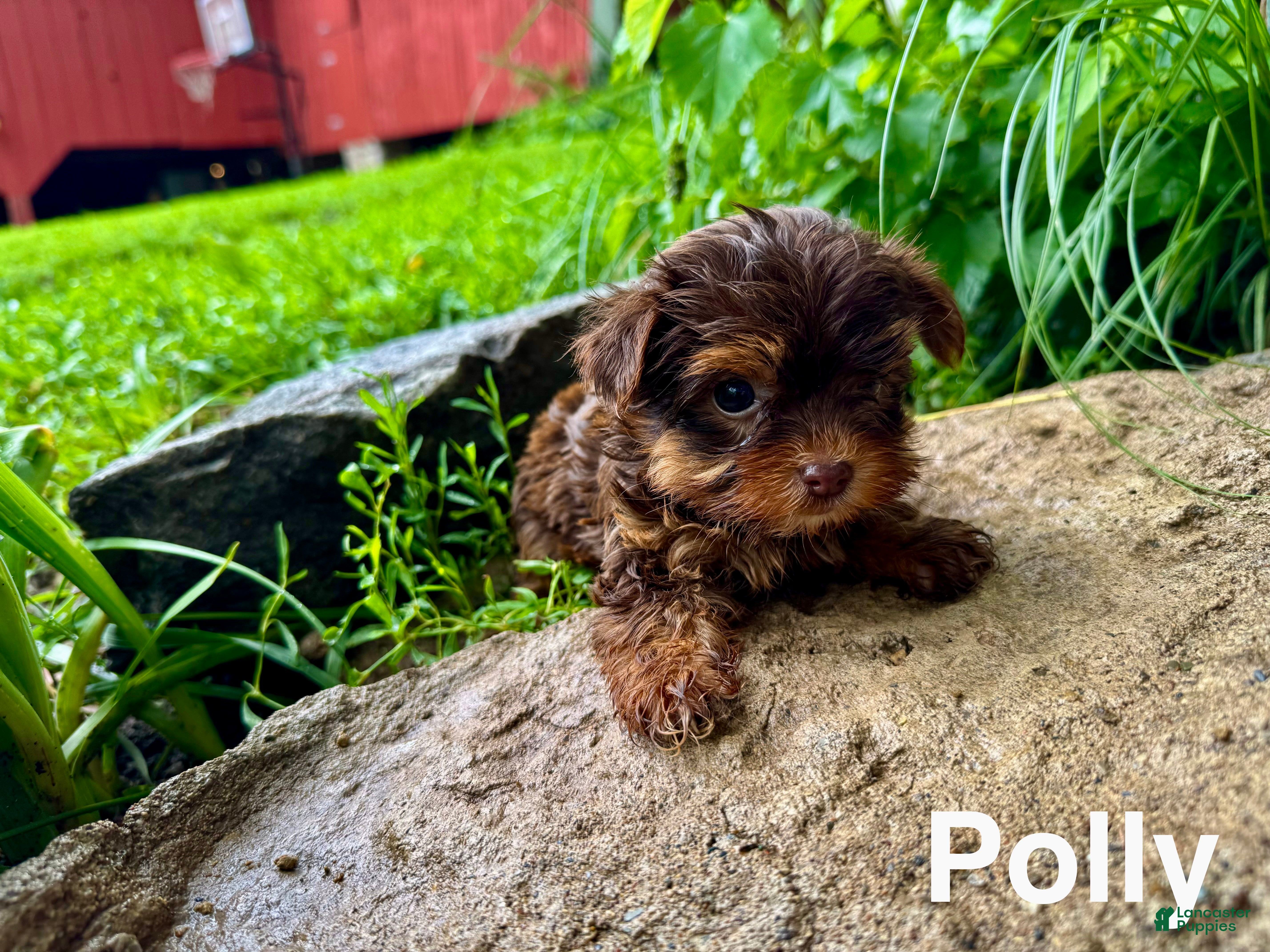 Yorkshire Terrier dogs Polly - Ad 2