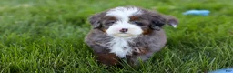 Mini Bernedoodle dogs for sale: Sophie - Ad 2