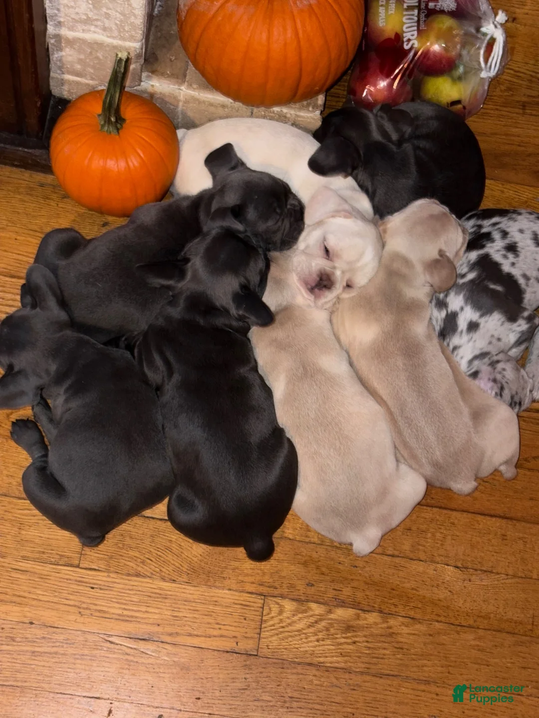 French Bulldog dogs for sale: French Bulldog 2 - Ad 3