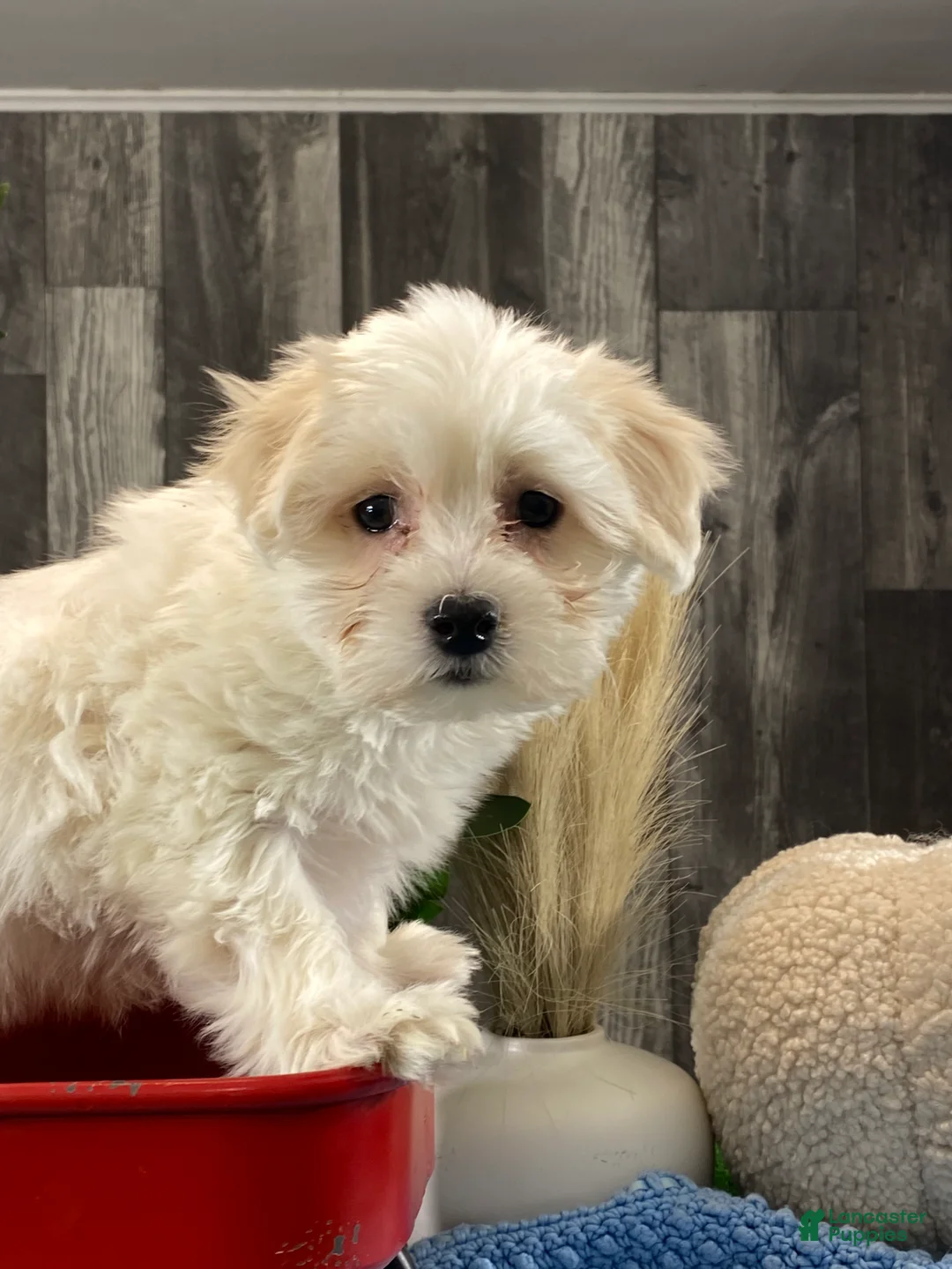 Coton De Tulear dogs for sale: Chester  - Ad 4