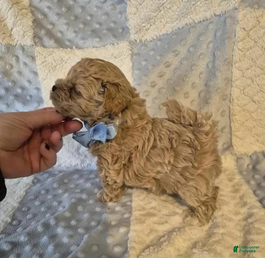 Maltipoo dogs for sale: Lexxie - Ad 3