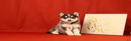 Pomsky dogs for sale: Zachariah - Ad 3