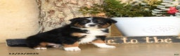 Australian Shepherd dogs for sale: Porter - Ad 4